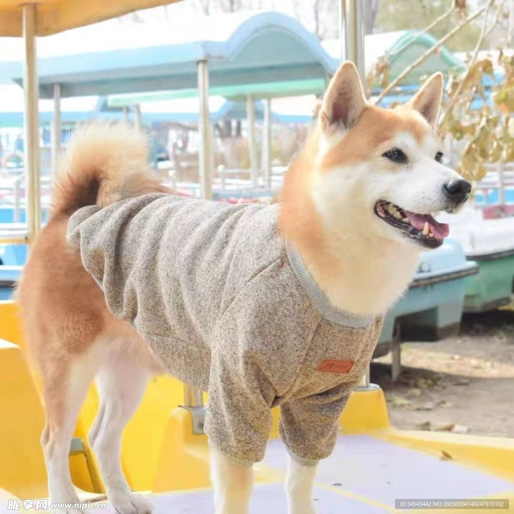 狗