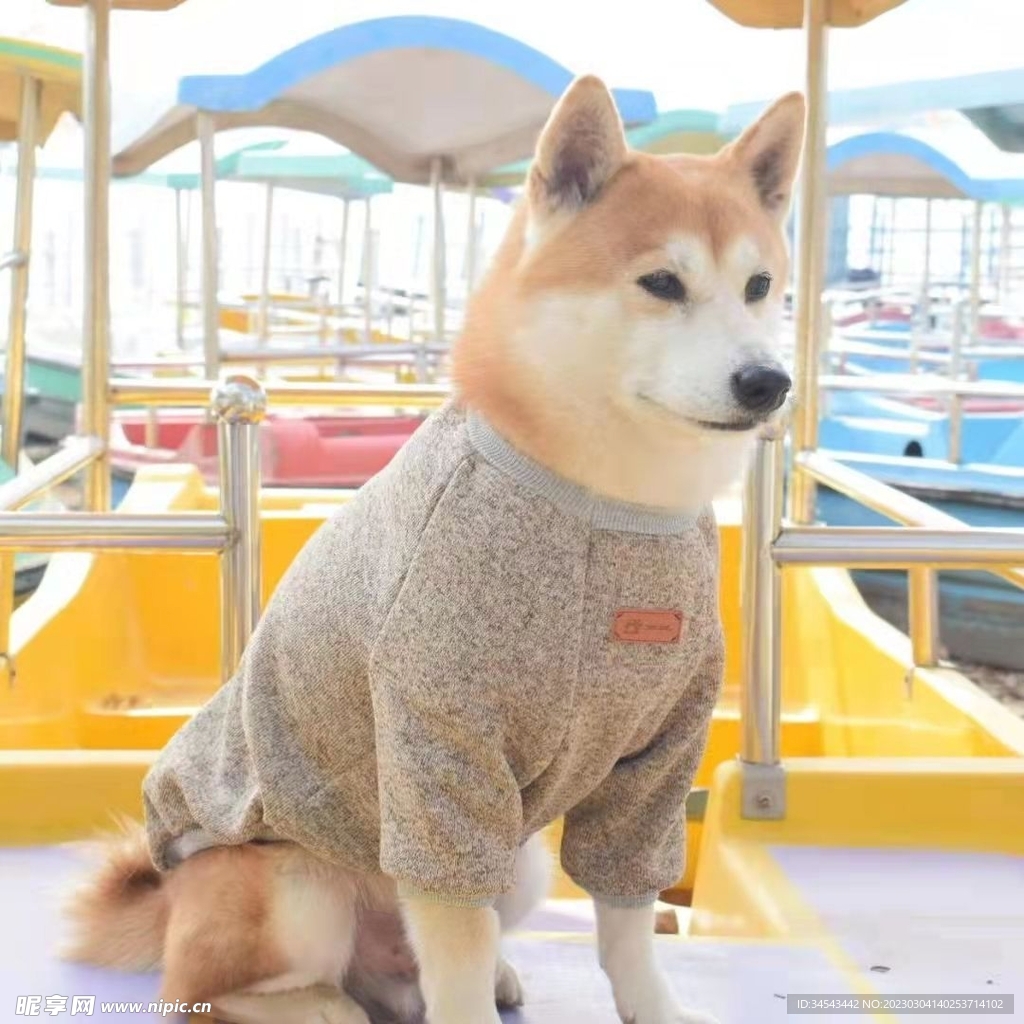 狗
