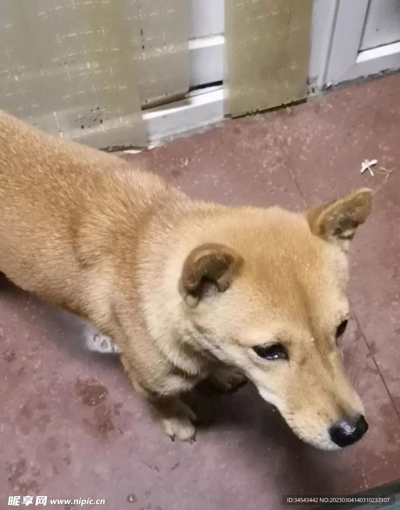 狗