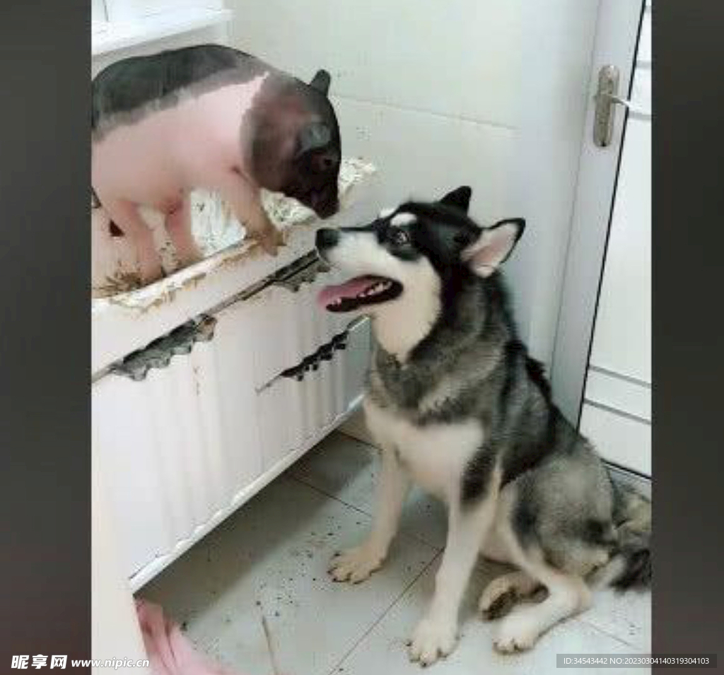 狗