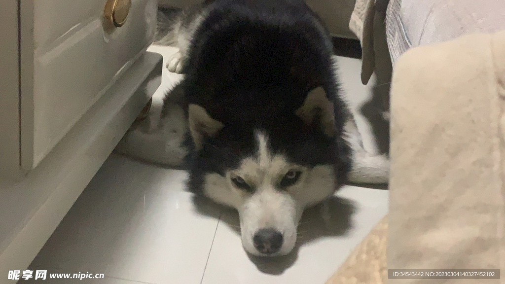 狗