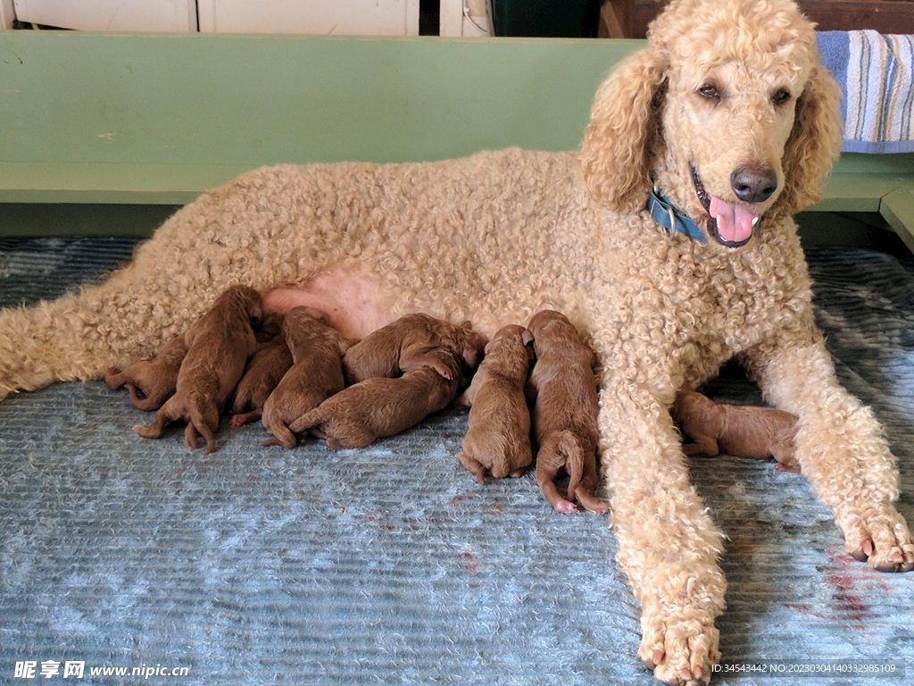 狗