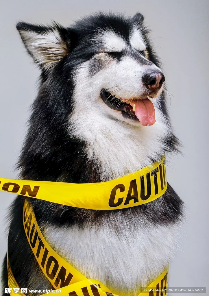 狗