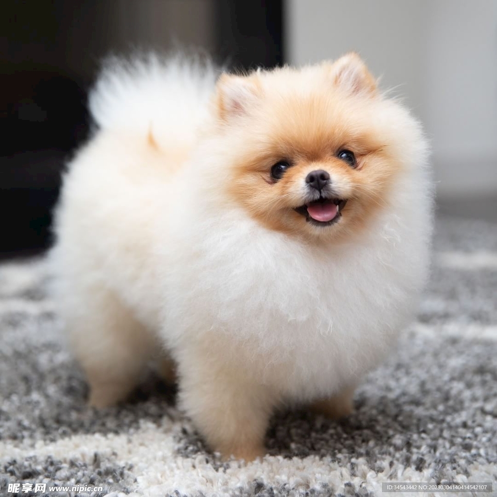 狗
