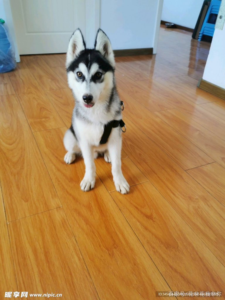 狗