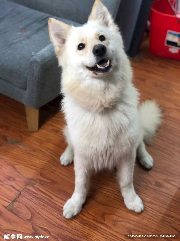 狗