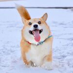 狗