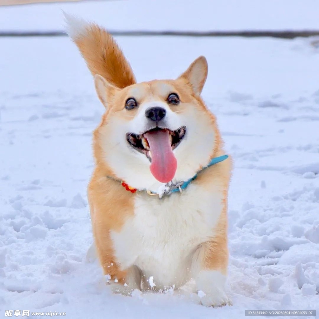 狗