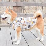 狗
