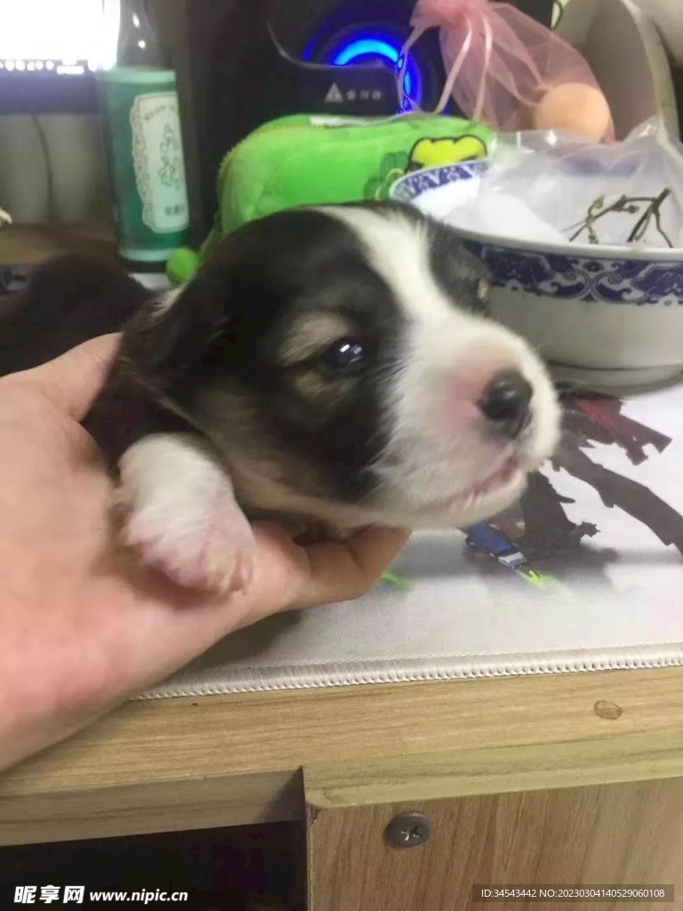 狗