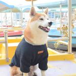 狗