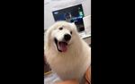 狗