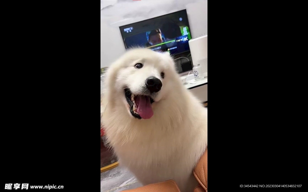 狗