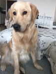 狗
