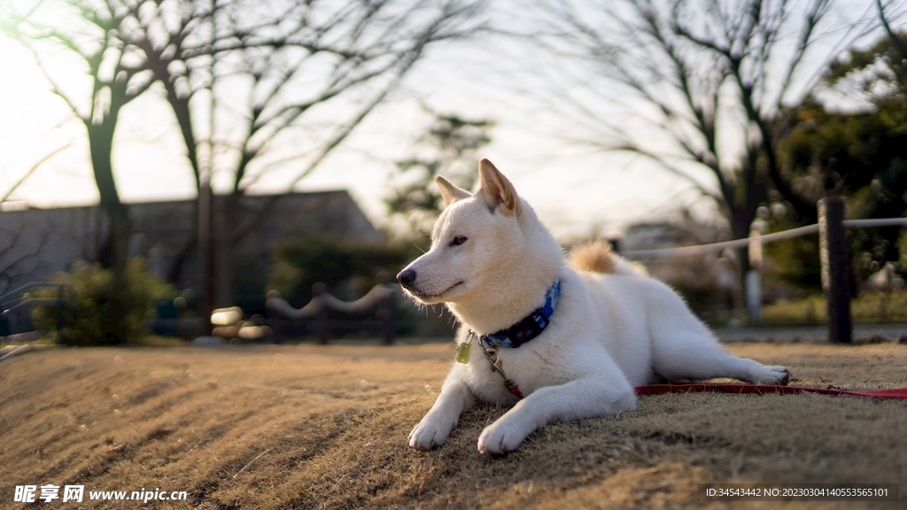 狗