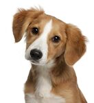 狗