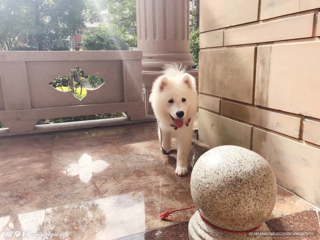 狗
