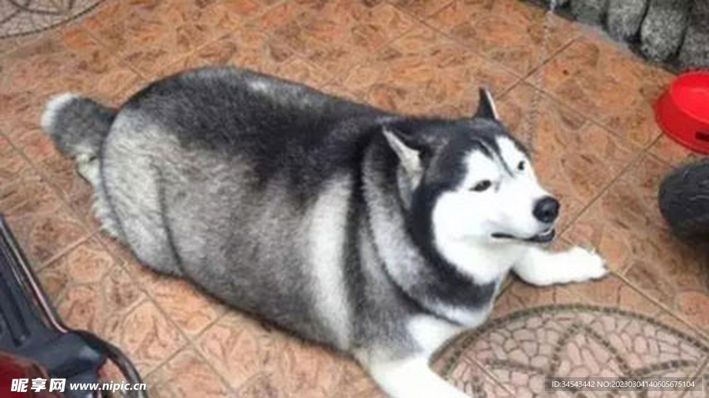 狗