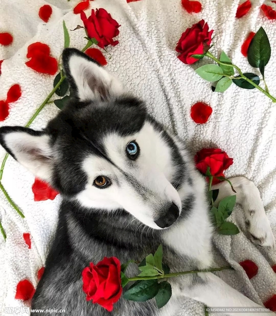 狗