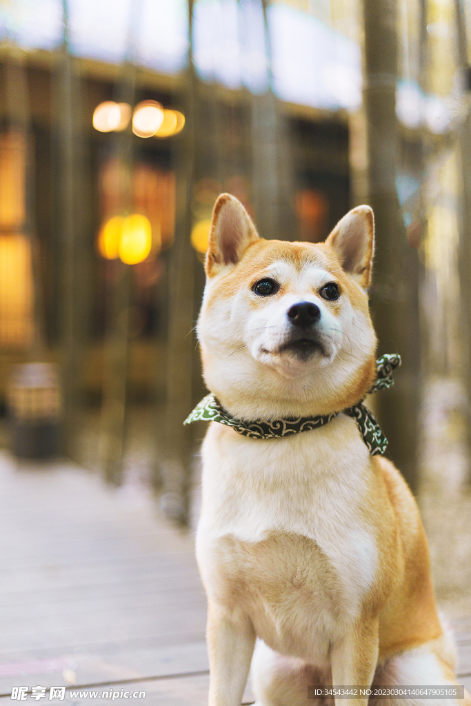 狗