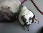 狗