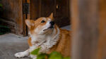 狗