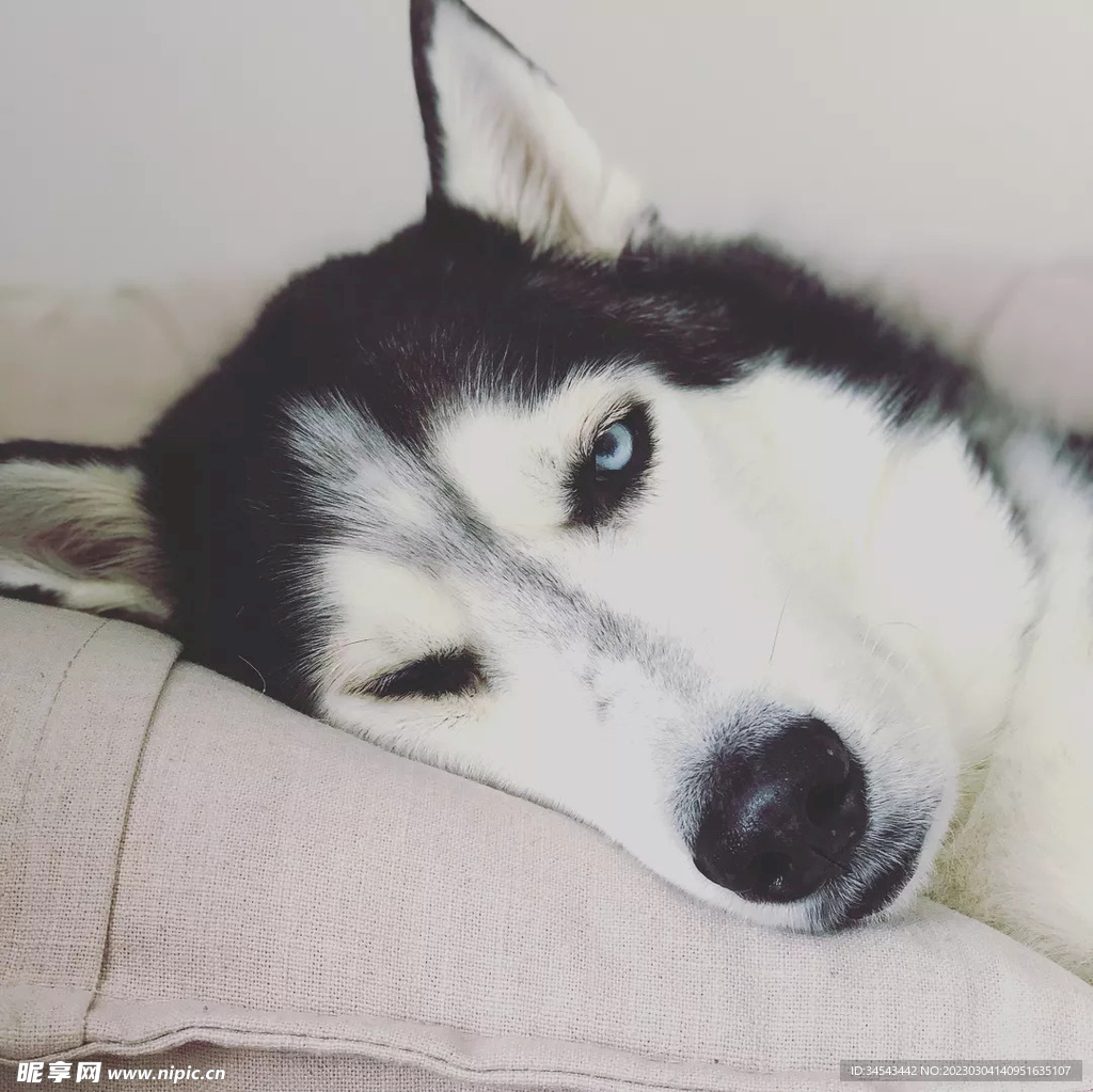 狗