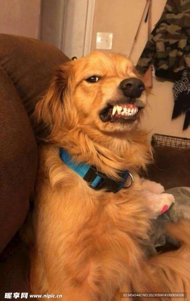 狗