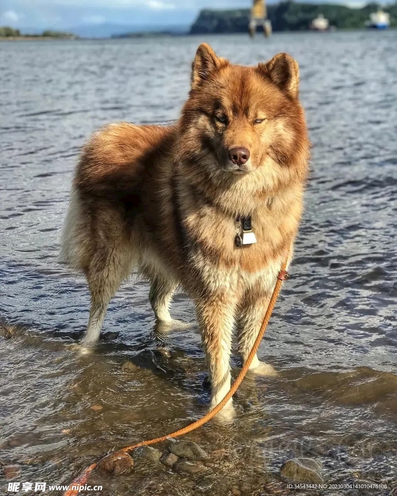 狗