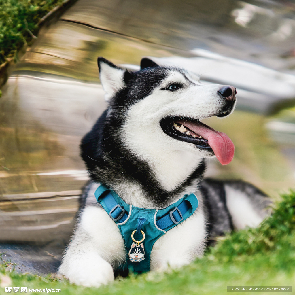狗