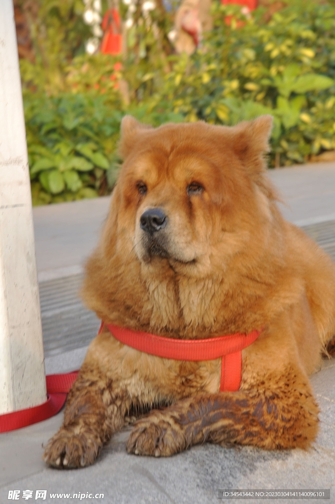 狗