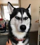 狗