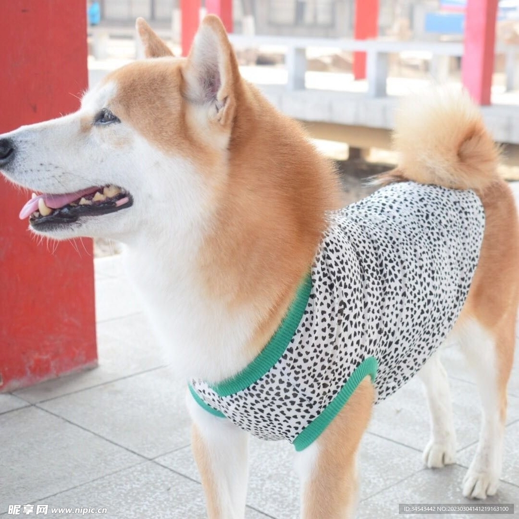 狗