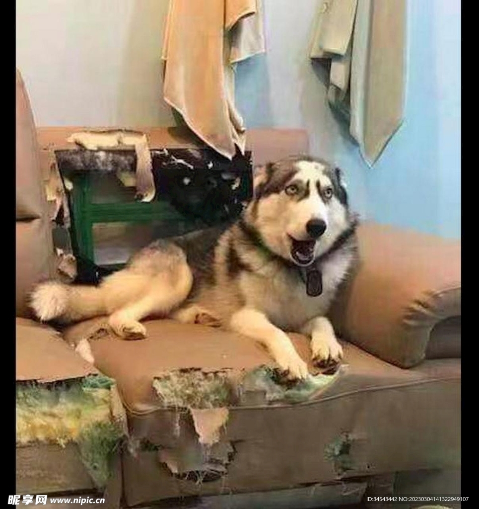 狗