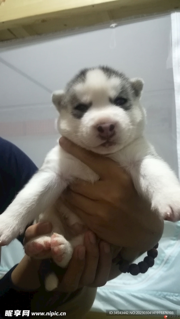 狗