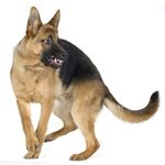 狗