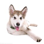 狗