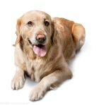 狗