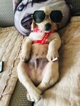 狗