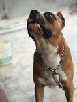 狗