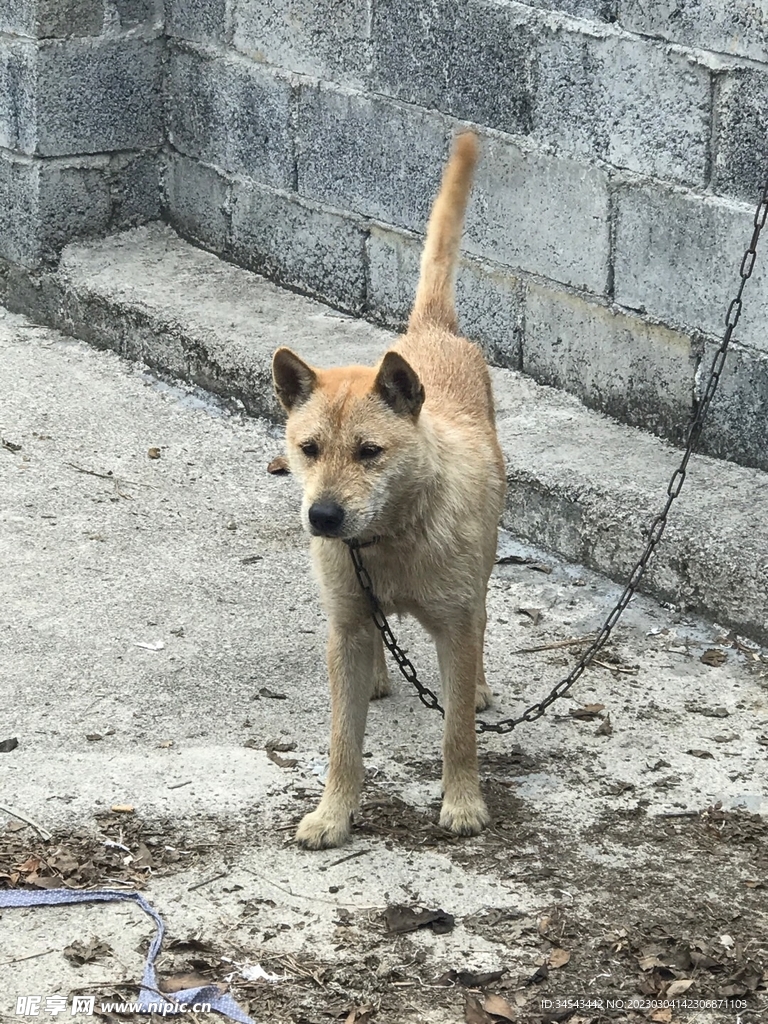 狗