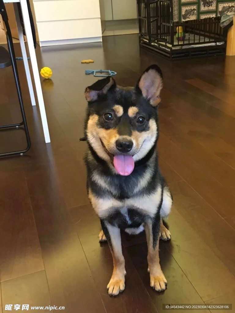 狗