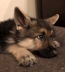 狗