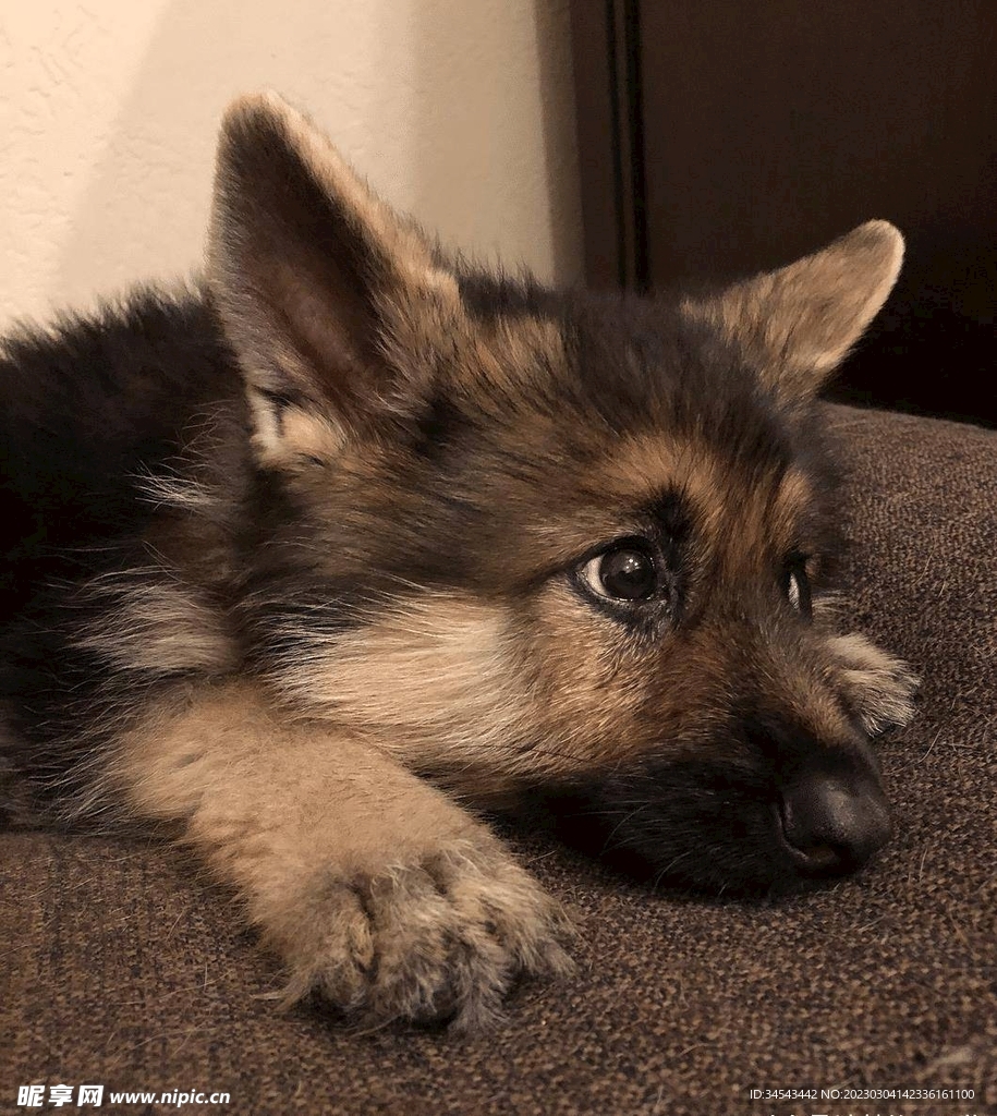 狗