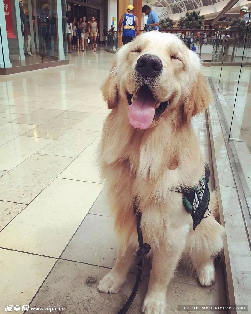 狗