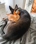 狗