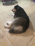 狗