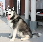 狗