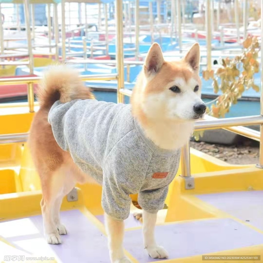 狗
