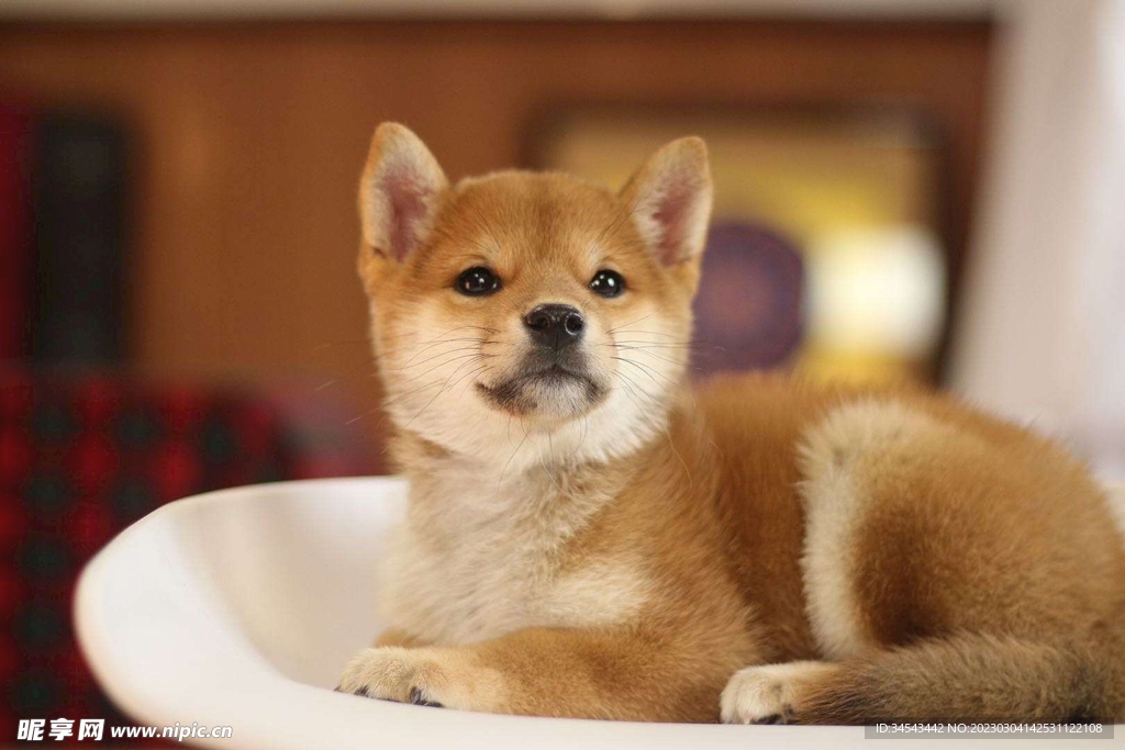 狗